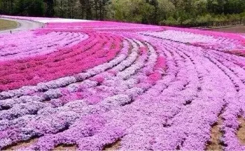 山西芝樱幼苗种植基地