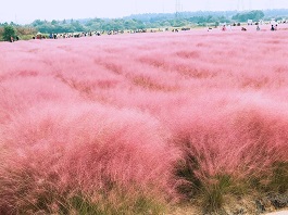 吉林粉黛乱子草小苗基地