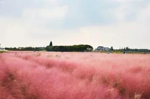 江苏粉黛乱子草苗批发基地