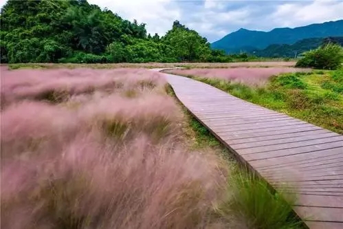 吉林粉黛乱子草小苗基地