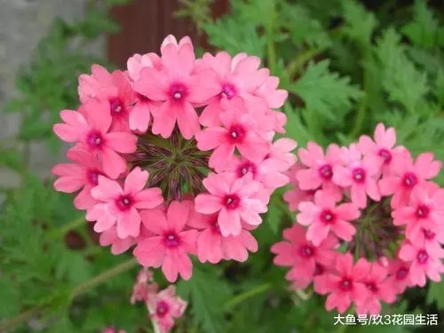 上海美女樱花海多少钱