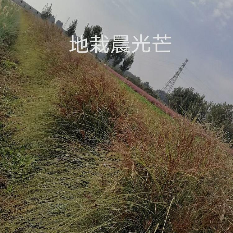 河南晨光芒苗木种植基地