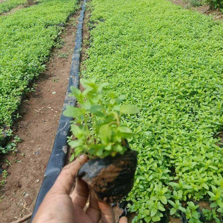 临沂水柳种植基地