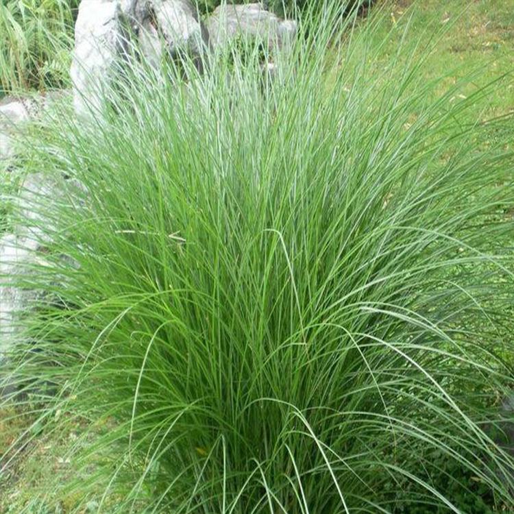 天津细叶芒幼苗种植基地