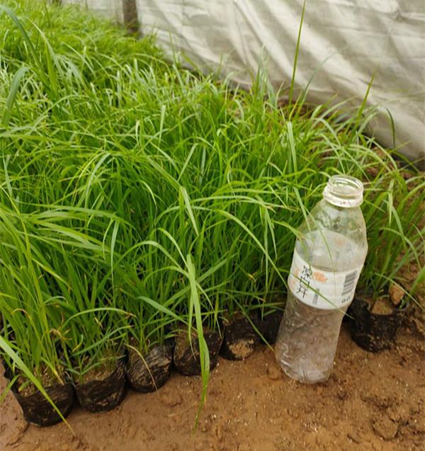 天津小兔子狼尾草绿化苗种植基地