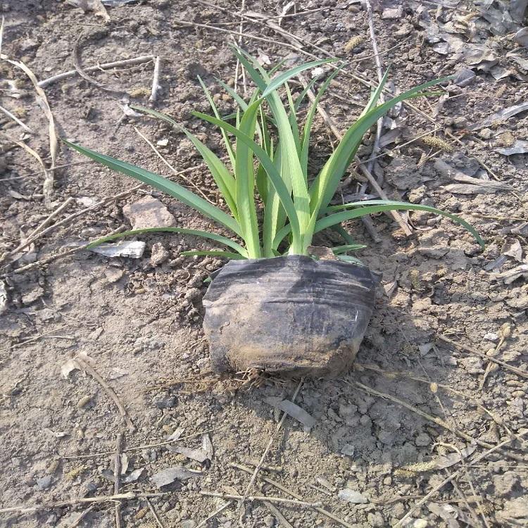 河北金娃娃萱草行情