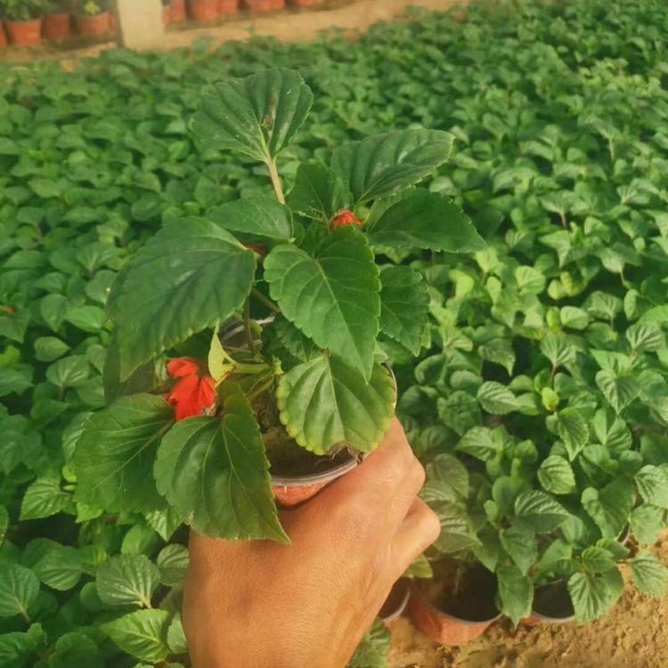 沭陽紅色一串紅栽培