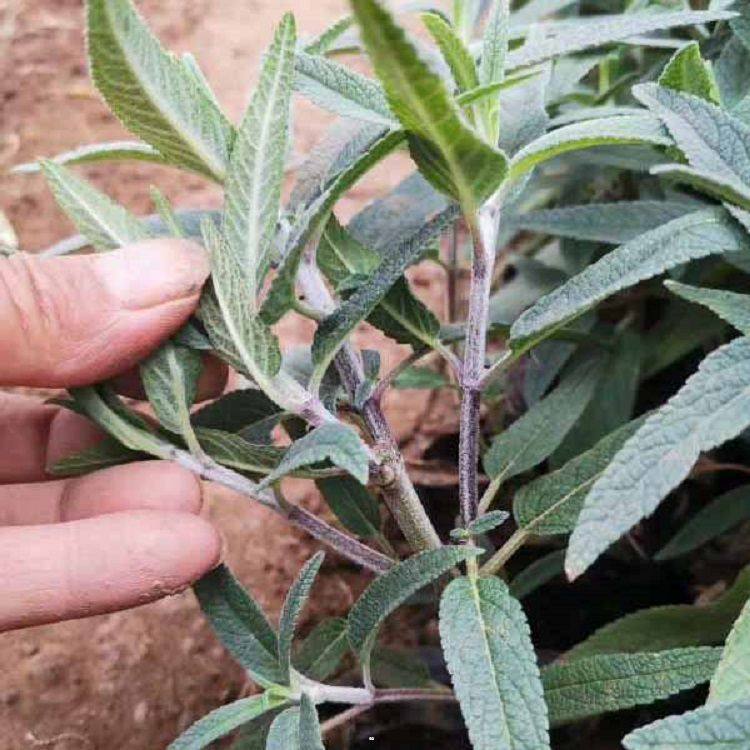 辽宁鼠尾草小苗供应商