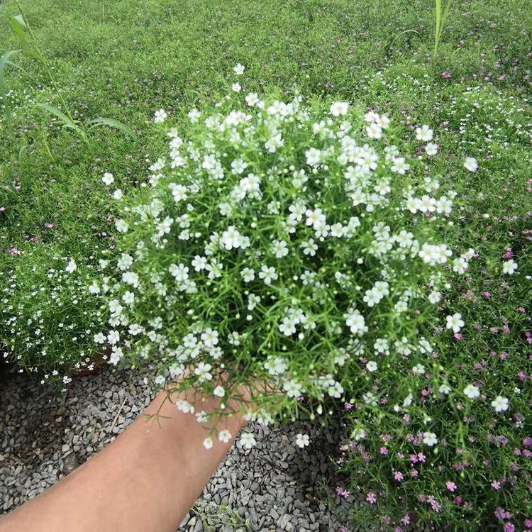 辽宁淡蓝色满天星种植基地