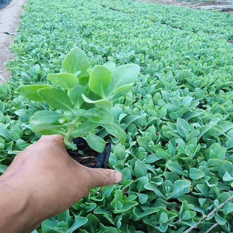 辽宁粉八宝景天种植基地