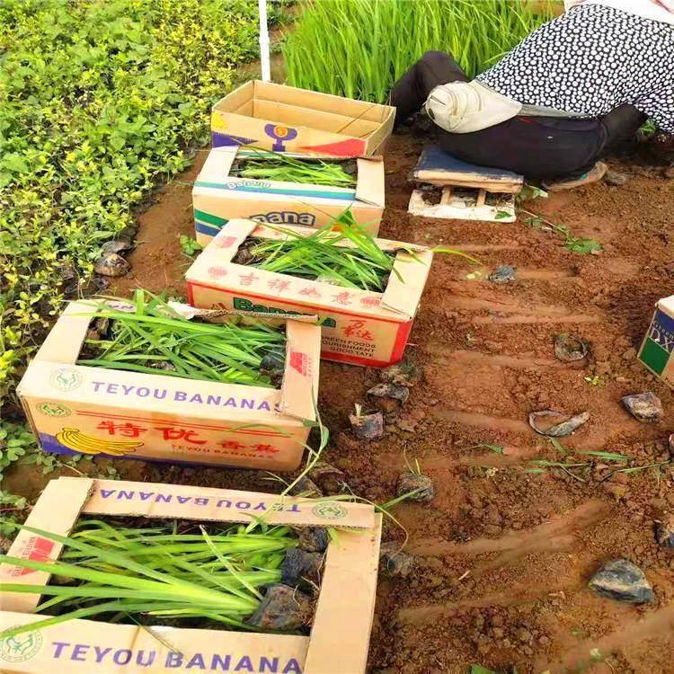 新疆鸢尾杯苗种植基地