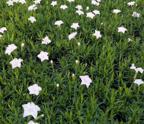 辽宁白花欧石竹基地