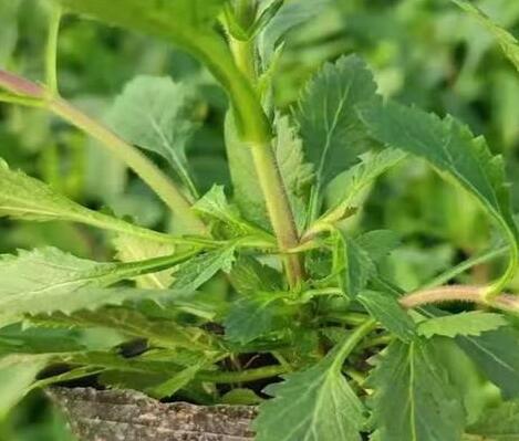 河北小盆马鞭草哪家好