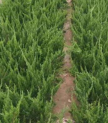 重庆盆栽小龙柏种植基地