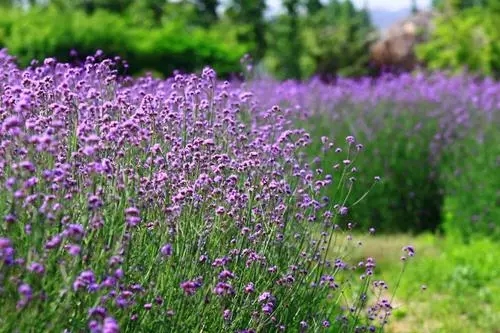 重庆宿根马鞭草种植基地