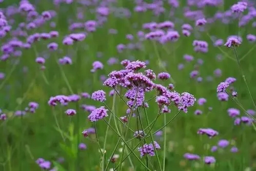 重庆宿根马鞭草种植基地