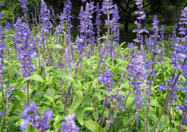 鼠尾草批发基地