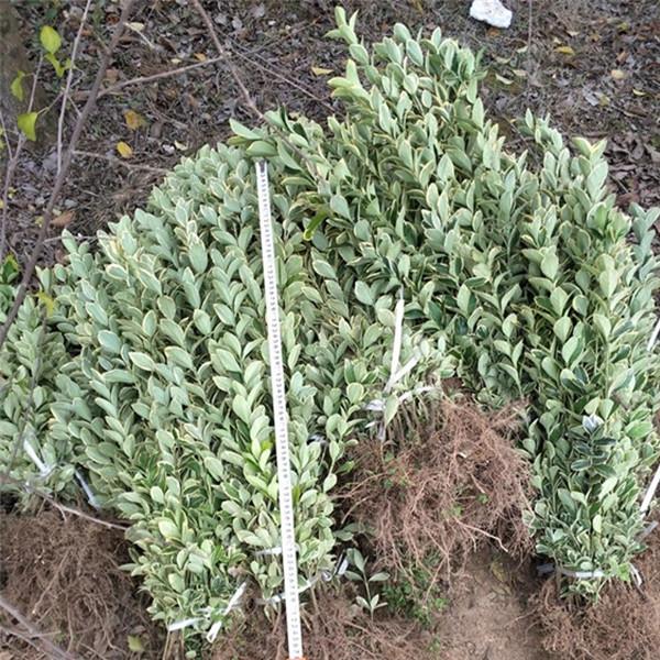 江苏金边黄杨球种植基地