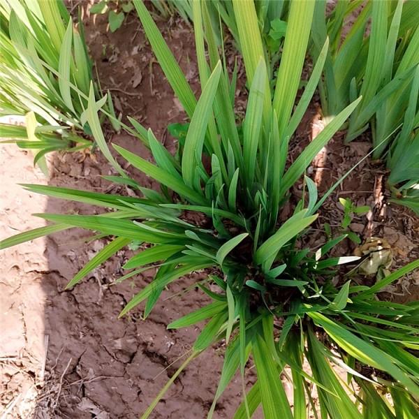 河南水杯水生鸢尾种植基地