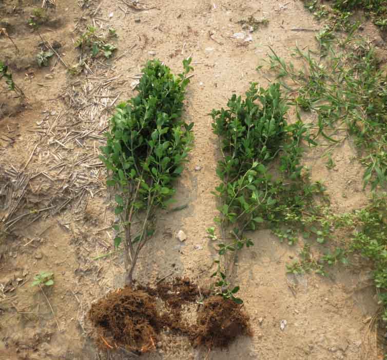 河南龟甲冬青种植基地