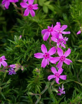 山东芝樱幼苗种植基地