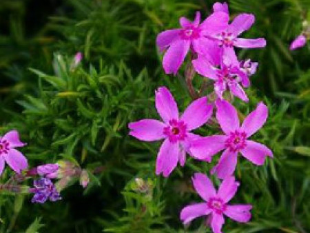 广西芝樱花苗种植基地,盆栽芝樱批发