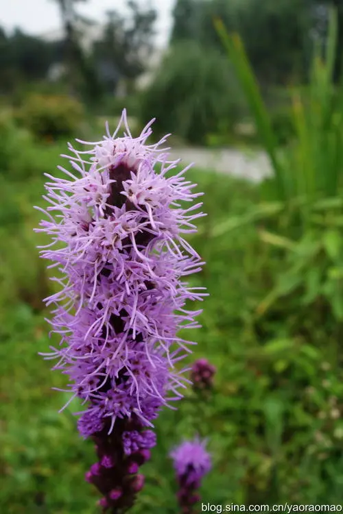 广西蛇鞭菊小苗种植基地