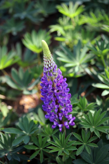 雄安白花羽扇豆求购