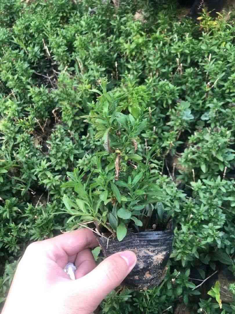 临沂荷兰菊苗哪家好