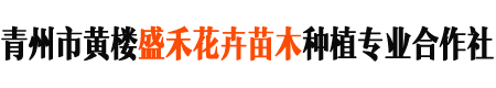 青州市黄楼盛禾花卉苗木种植专业合作社