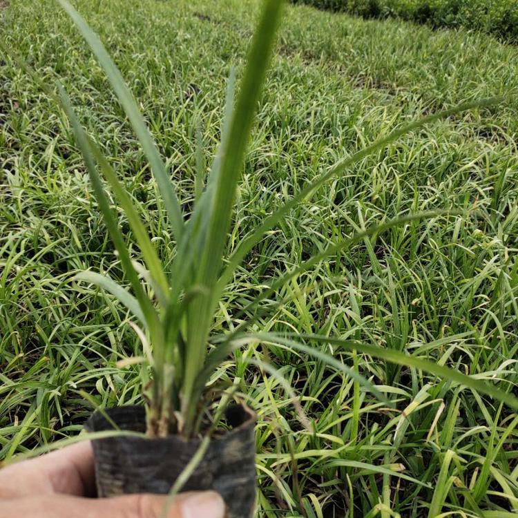 新疆常绿麦冬种植
