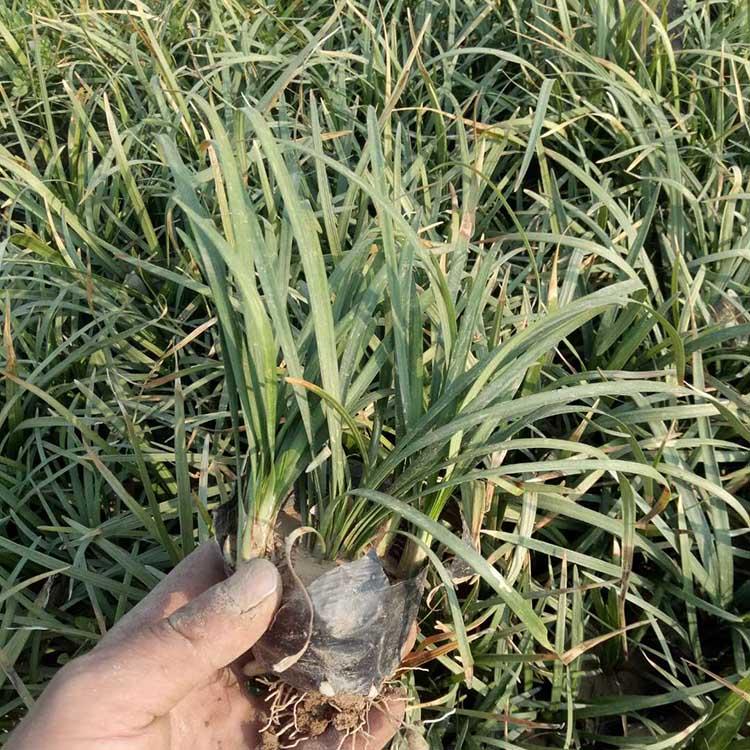 新疆常绿麦冬种植