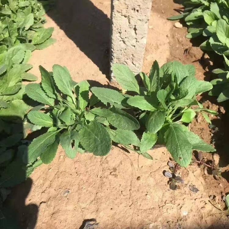 重庆蓝花鼠尾草培育基地