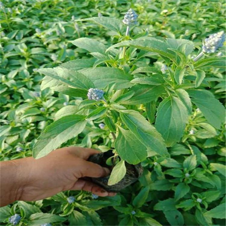 重庆蓝花鼠尾草培育基地