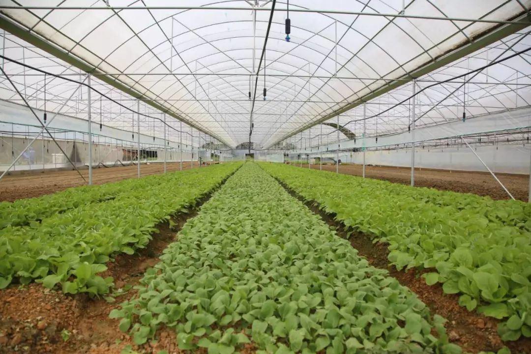 新疆智能蔬菜温室种类