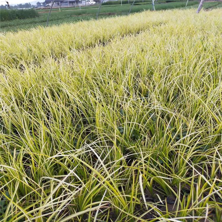 沭阳麦冬草批发