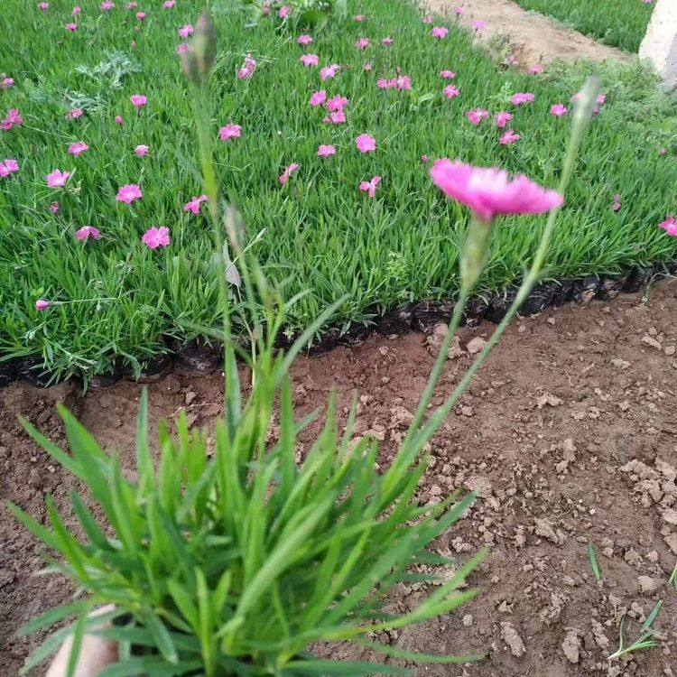 四川草花欧石竹基地