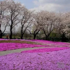 河北芝樱小苗种植