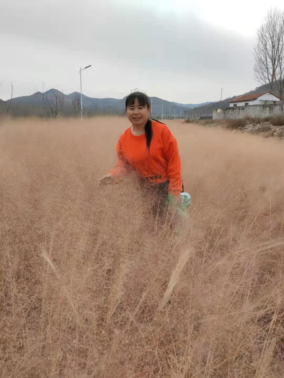 河南粉黛乱子草幼苗基地