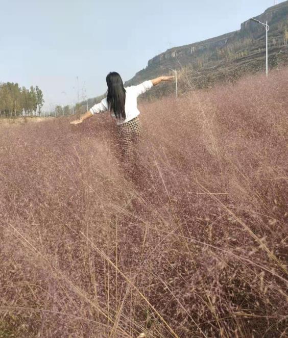 贵州地栽粉黛乱子草批发