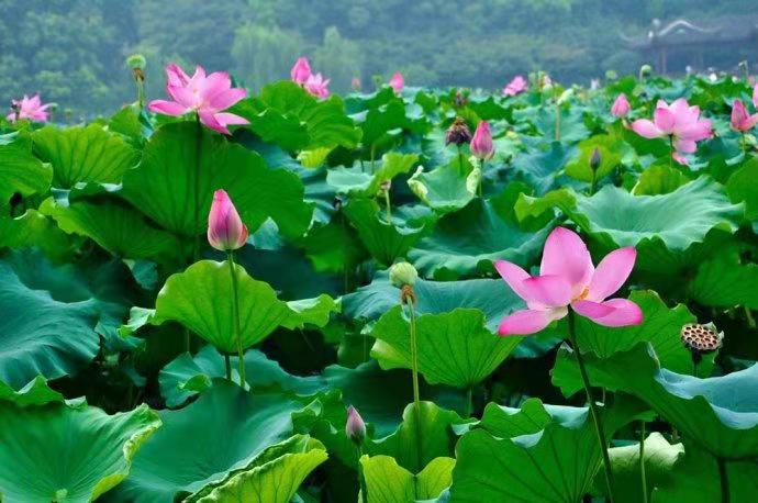 湖北荷花营养钵基地