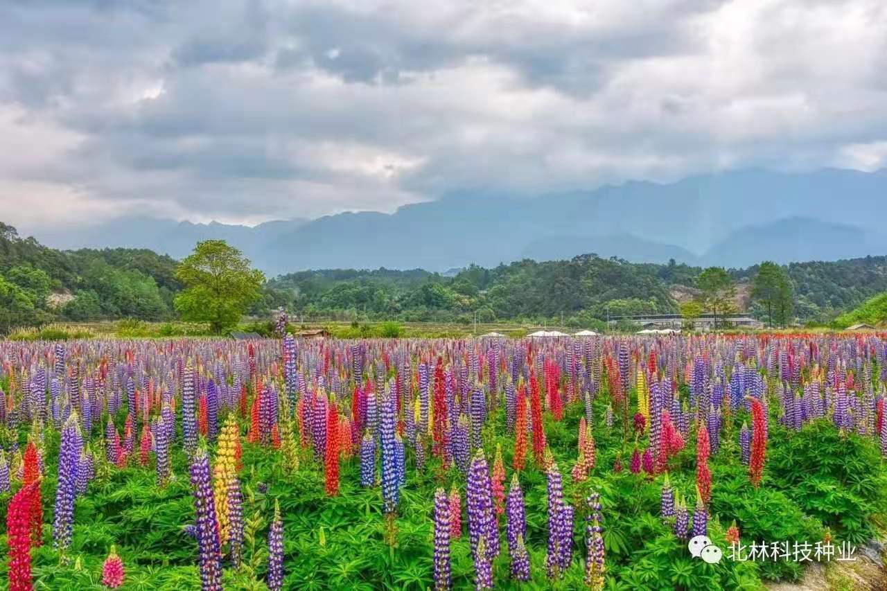 湖北鲁冰花小苗种植基地