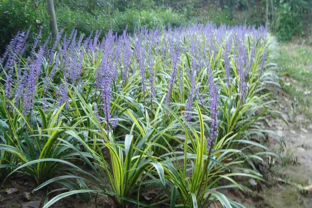 湖南麦冬草供应