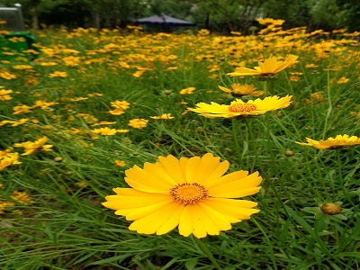 江苏宿根金鸡菊价格