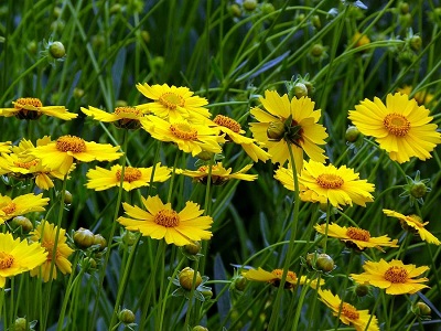 四川剑叶金鸡菊采购