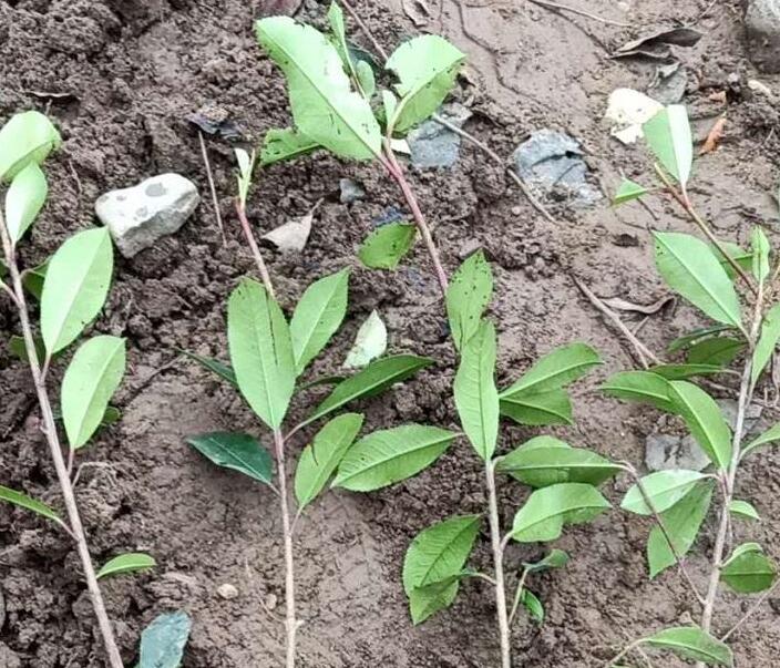 内蒙古红叶石楠苗种植基地