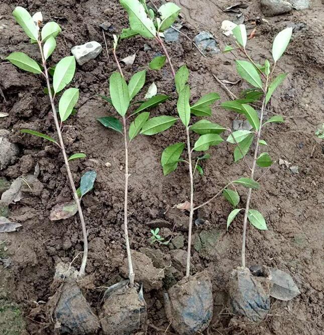 河南红叶石楠小苗种植基地,红叶石楠杯苗哪里有