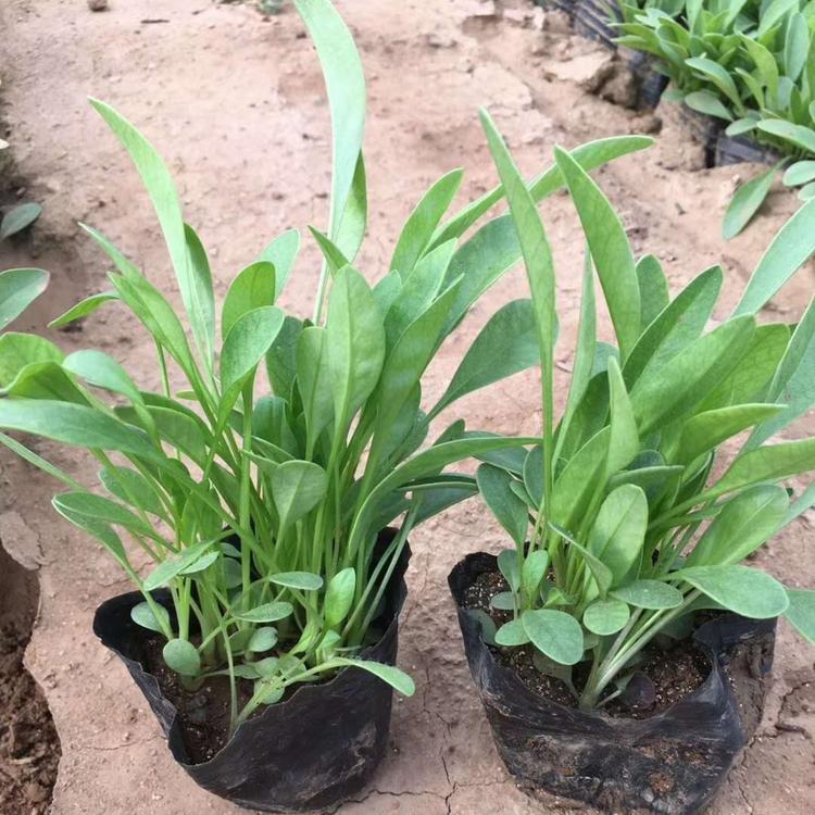 内蒙古金鸡菊花多少钱,矮生金鸡菊种子基地