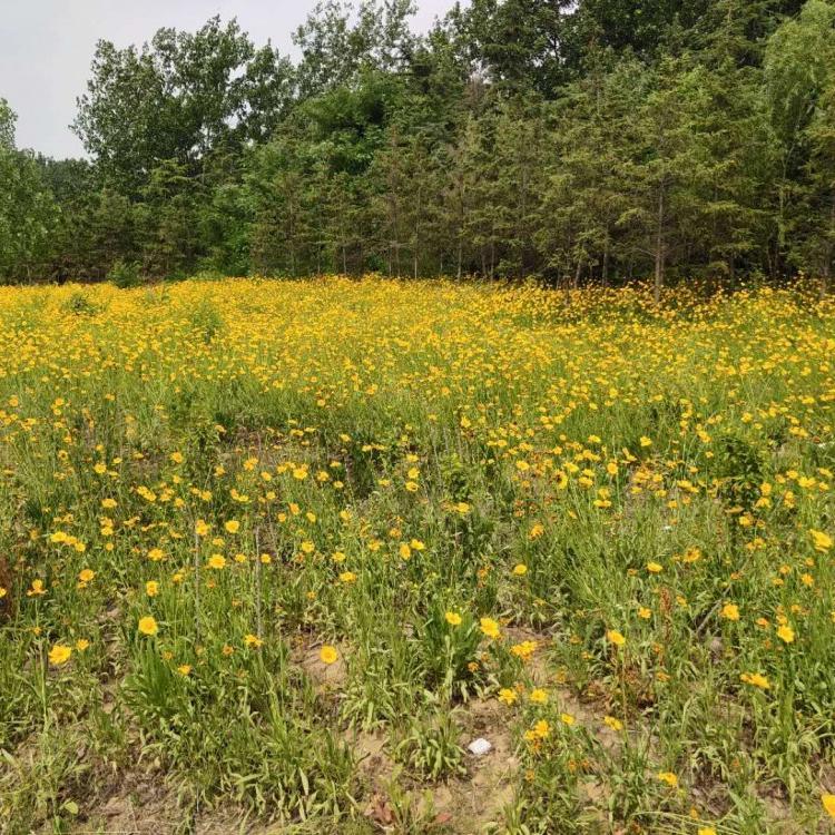 河北金鸡菊花种植