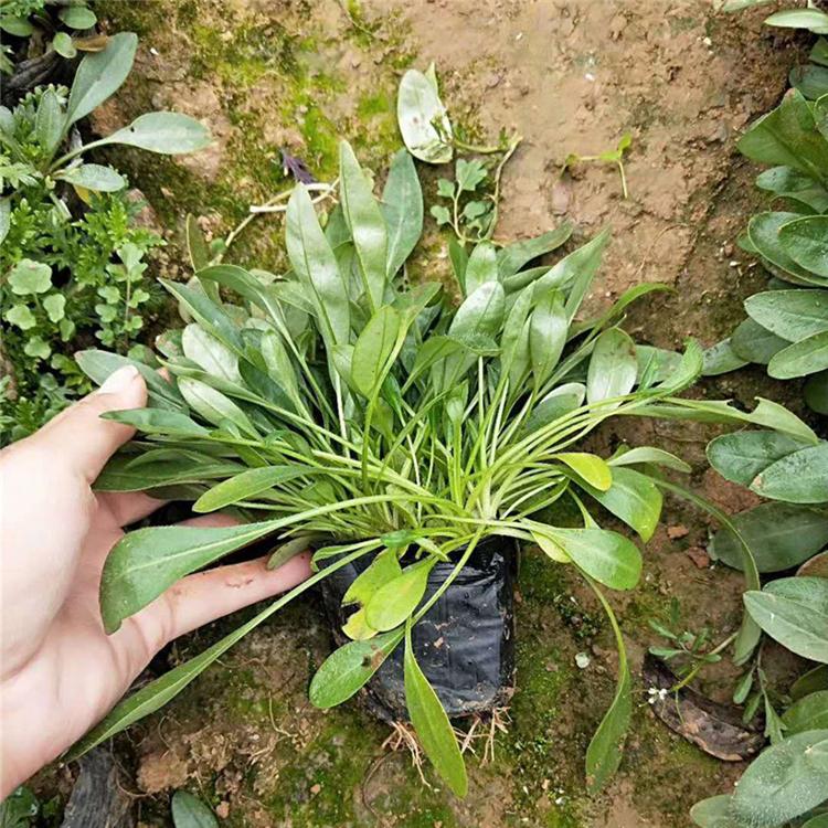 安徽金鸡菊花种植,金鸡菊种子基地直销